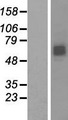 RNF168 Protein - Western validation with an anti-DDK antibody * L: Control HEK293 lysate R: Over-expression lysate