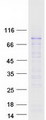 RNF168 Protein - Purified recombinant protein RNF168 was analyzed by SDS-PAGE gel and Coomassie Blue Staining