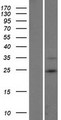 RNF185 Protein - Western validation with an anti-DDK antibody * L: Control HEK293 lysate R: Over-expression lysate