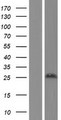 RNF186 Protein - Western validation with an anti-DDK antibody * L: Control HEK293 lysate R: Over-expression lysate