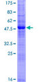 RNF186 Protein - 12.5% SDS-PAGE of human RNF186 stained with Coomassie Blue