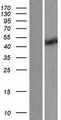 RNF32 Protein - Western validation with an anti-DDK antibody * L: Control HEK293 lysate R: Over-expression lysate