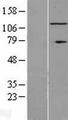 RNF40 / STARING Protein - Western validation with an anti-DDK antibody * L: Control HEK293 lysate R: Over-expression lysate