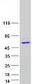 RNMTL1 Protein - Purified recombinant protein MRM3 was analyzed by SDS-PAGE gel and Coomassie Blue Staining
