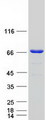 RNPEP Protein - Purified recombinant protein RNPEP was analyzed by SDS-PAGE gel and Coomassie Blue Staining