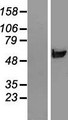 RNPEPL1 Protein - Western validation with an anti-DDK antibody * L: Control HEK293 lysate R: Over-expression lysate