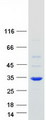 ROGDI Protein - Purified recombinant protein ROGDI was analyzed by SDS-PAGE gel and Coomassie Blue Staining