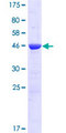 ROPN1B Protein - 12.5% SDS-PAGE of human ROPN1B stained with Coomassie Blue