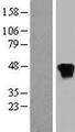 RP2 Protein - Western validation with an anti-DDK antibody * L: Control HEK293 lysate R: Over-expression lysate