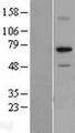 RPA70 / RPA1 Protein - Western validation with an anti-DDK antibody * L: Control HEK293 lysate R: Over-expression lysate