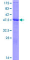 RPAIN Protein - 12.5% SDS-PAGE of human RPAIN stained with Coomassie Blue