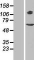 RPGR Protein - Western validation with an anti-DDK antibody * L: Control HEK293 lysate R: Over-expression lysate