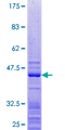 RPL27 / Ribosomal Protein L27 Protein - 12.5% SDS-PAGE of human RPL27 stained with Coomassie Blue