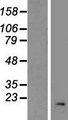 RPL32 / Ribosomal Protein L32 Protein - Western validation with an anti-DDK antibody * L: Control HEK293 lysate R: Over-expression lysate