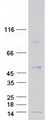 RPL38 / Ribosomal Protein L38 Protein - Purified recombinant protein RPL38 was analyzed by SDS-PAGE gel and Coomassie Blue Staining