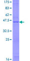 RPP21 Protein - 12.5% SDS-PAGE of human RPP21 stained with Coomassie Blue