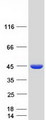 RPP40 / Ribonuclease P Protein - Purified recombinant protein RPP40 was analyzed by SDS-PAGE gel and Coomassie Blue Staining