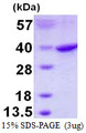 RPS3A / Ribosomal Protein S3A Protein