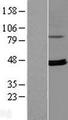 RPUSD4 Protein - Western validation with an anti-DDK antibody * L: Control HEK293 lysate R: Over-expression lysate