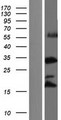 RRNAD1 / C1orf66 Protein - Western validation with an anti-DDK antibody * L: Control HEK293 lysate R: Over-expression lysate