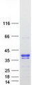 RRP15 Protein - Purified recombinant protein RRP15 was analyzed by SDS-PAGE gel and Coomassie Blue Staining
