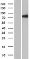 RSHL1 Protein - Western validation with an anti-DDK antibody * L: Control HEK293 lysate R: Over-expression lysate