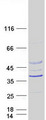 RSPH14 / RTDR1 Protein - Purified recombinant protein RSPH14 was analyzed by SDS-PAGE gel and Coomassie Blue Staining