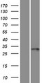 RSPH9 / C6orf206 Protein - Western validation with an anti-DDK antibody * L: Control HEK293 lysate R: Over-expression lysate