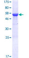 RSPH9 / C6orf206 Protein - 12.5% SDS-PAGE of human C6orf206 stained with Coomassie Blue