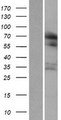 RUFY1 Protein - Western validation with an anti-DDK antibody * L: Control HEK293 lysate R: Over-expression lysate