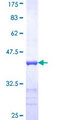 RUFY1 Protein - 12.5% SDS-PAGE Stained with Coomassie Blue.