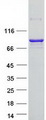 RUFY1 Protein - Purified recombinant protein RUFY1 was analyzed by SDS-PAGE gel and Coomassie Blue Staining