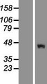 RUFY2 Protein - Western validation with an anti-DDK antibody * L: Control HEK293 lysate R: Over-expression lysate