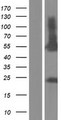 RUNDC3A Protein - Western validation with an anti-DDK antibody * L: Control HEK293 lysate R: Over-expression lysate