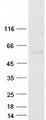 RUSC1 Protein - Purified recombinant protein RUSC1 was analyzed by SDS-PAGE gel and Coomassie Blue Staining