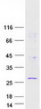 RWDD1 Protein - Purified recombinant protein RWDD1 was analyzed by SDS-PAGE gel and Coomassie Blue Staining
