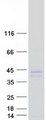 RWDD2B / C21orf6 Protein - Purified recombinant protein RWDD2B was analyzed by SDS-PAGE gel and Coomassie Blue Staining