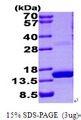 S100A9 / MRP14 Protein