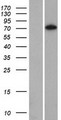 SAMD15 Protein - Western validation with an anti-DDK antibody * L: Control HEK293 lysate R: Over-expression lysate