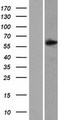SAMD3 Protein - Western validation with an anti-DDK antibody * L: Control HEK293 lysate R: Over-expression lysate