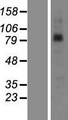 SAMD4B Protein - Western validation with an anti-DDK antibody * L: Control HEK293 lysate R: Over-expression lysate