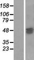 SAMD7 Protein - Western validation with an anti-DDK antibody * L: Control HEK293 lysate R: Over-expression lysate