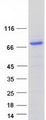 SARM1 / SARM Protein - Purified recombinant protein SARM1 was analyzed by SDS-PAGE gel and Coomassie Blue Staining