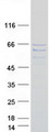 SAXO1 / FAM154A Protein - Purified recombinant protein SAXO1 was analyzed by SDS-PAGE gel and Coomassie Blue Staining