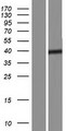 SBK2 Protein - Western validation with an anti-DDK antibody * L: Control HEK293 lysate R: Over-expression lysate