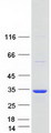 SCAND1 Protein - Purified recombinant protein SCAND1 was analyzed by SDS-PAGE gel and Coomassie Blue Staining