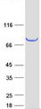 SCEL Protein - Purified recombinant protein SCEL was analyzed by SDS-PAGE gel and Coomassie Blue Staining