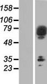 SCFD2 Protein - Western validation with an anti-DDK antibody * L: Control HEK293 lysate R: Over-expression lysate