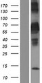 SCHIP1 Protein - Western validation with an anti-DDK antibody * L: Control HEK293 lysate R: Over-expression lysate