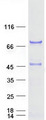 SCHIP1 Protein - Purified recombinant protein SCHIP1 was analyzed by SDS-PAGE gel and Coomassie Blue Staining